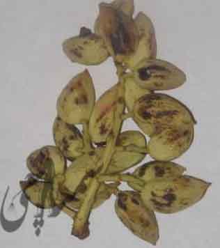 خسارت سن قرمز پسته